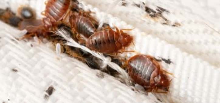 Bientôt un diagnostic punaises de lit obligatoire avant la location d’un logement ?