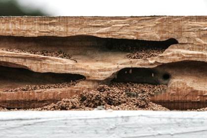 L'essentiel sur le diagnostic termites et l'état parasitaire