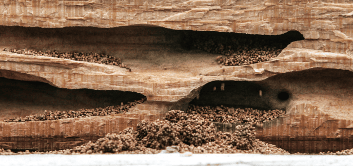 L'essentiel sur le diagnostic termites et l'état parasitaire
