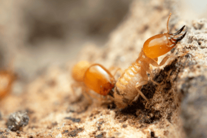 Termites : les différences entre traitement curatif et préventif