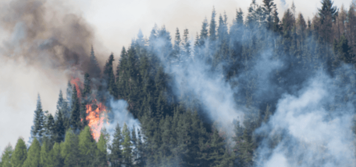 Débroussaillement : planifier vos travaux saisonniers