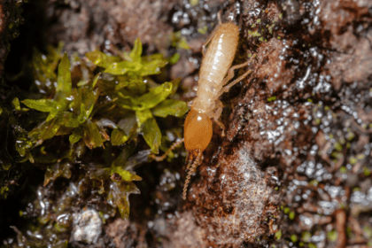 Termites : Quand Faire Appel à un Professionnel