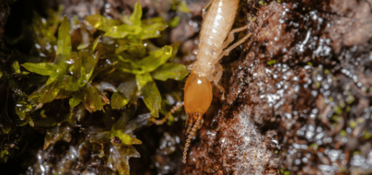 Termites : Quand Faire Appel à un Professionnel