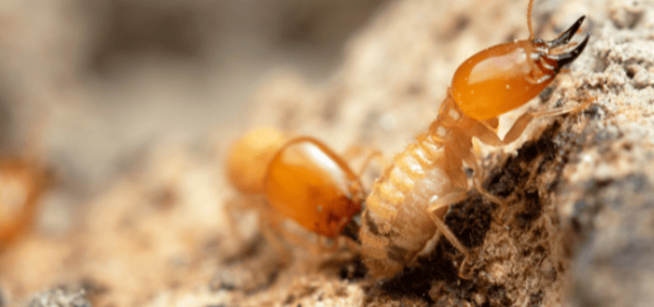Termites : les zones où ils se cachent le plus