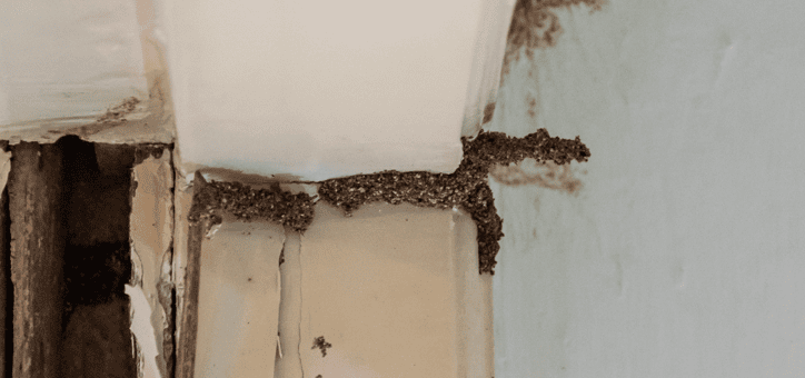 L'importance de l'état parasitaire lors d'une vente immobilière