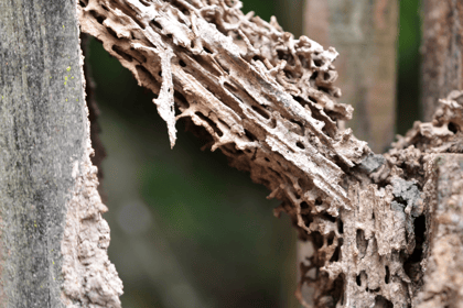 Comprendre l'importance du diagnostic état parasitaire lors d'une vente immobilière