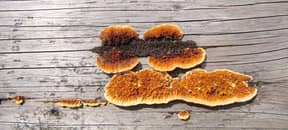 Diagnostic mérule avec Activ’Expertise Limoges : protégez votre bien contre ce champignon destructeur