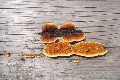 Diagnostic mérule avec Activ’Expertise Limoges : protégez votre bien contre ce champignon destructeur