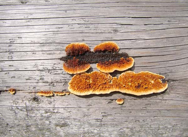 Diagnostic mérule avec Activ’Expertise Limoges : protégez votre bien contre ce champignon destructeur