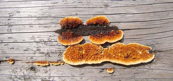 Diagnostic mérule avec Activ’Expertise Limoges : protégez votre bien contre ce champignon destructeur