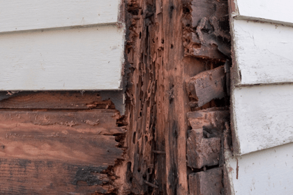 Comprendre l'importance de l'état parasitaire dans la vente immobilière