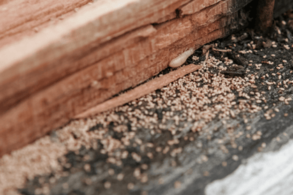 Comprendre l'importance du diagnostic et de l'état parasitaire dans la vente immobilière