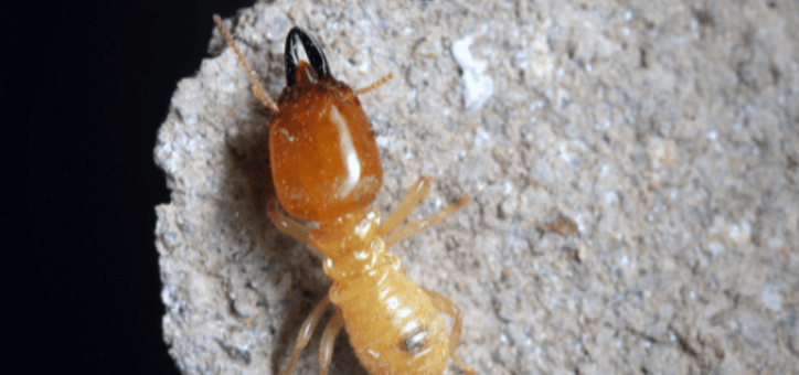 Termites : Comment les Détecter dans les Endroits Difficiles d'Accès
