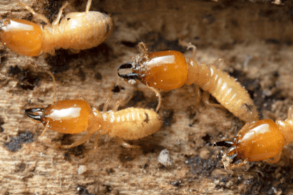 Termites : Comment Protéger Vos Meubles en Bois