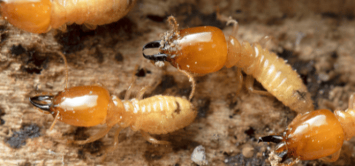 Termites : Comment Protéger Vos Meubles en Bois