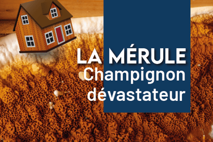 Immobilier : la mérule, un champignon dévastateur
