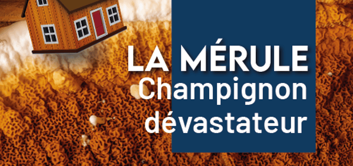 Immobilier : la mérule, un champignon dévastateur