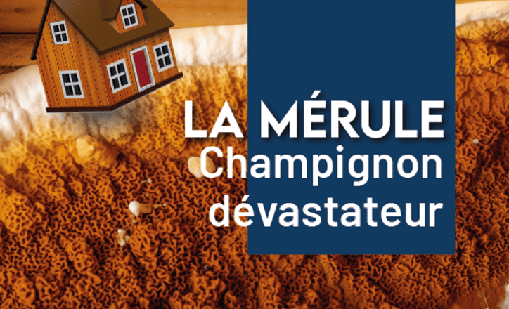 Immobilier : la mérule, un champignon dévastateur