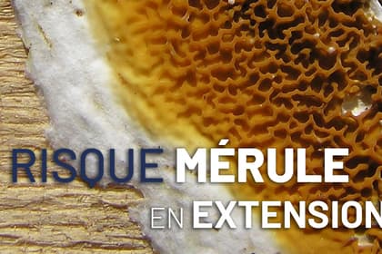 Le risque mérule en extension