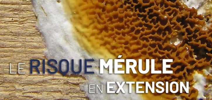 Le risque mérule en extension