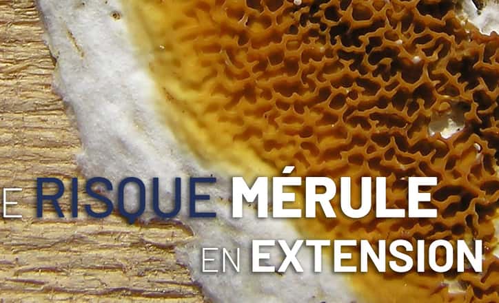 Le risque mérule en extension