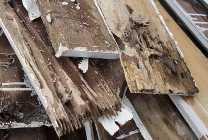 Diagnostic Termites