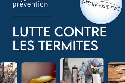 Comment un diagnostic précoce peut sauver votre maison des termites
