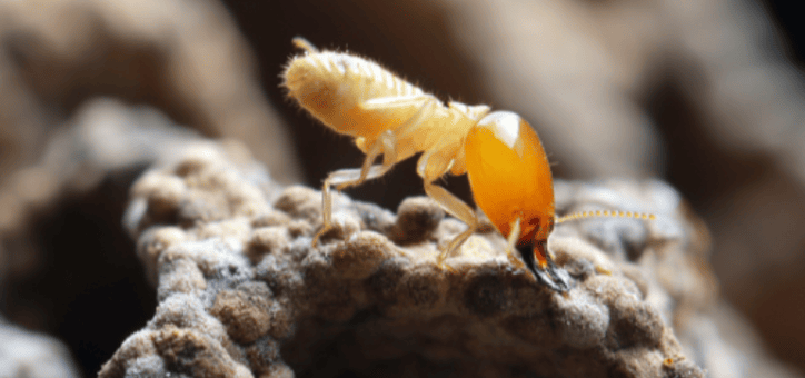 Termites : les solutions pour un habitat sain