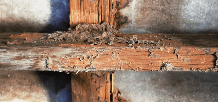 Comprendre les diagnostics immobiliers : le rôle crucial de l'état parasitaire