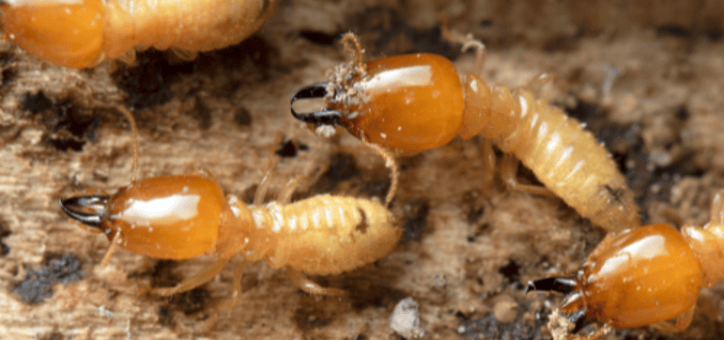 Termites : les solutions pour protéger votre habitation