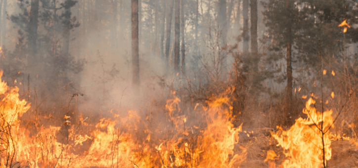 Débroussaillement : un effort collectif pour la prévention des incendies