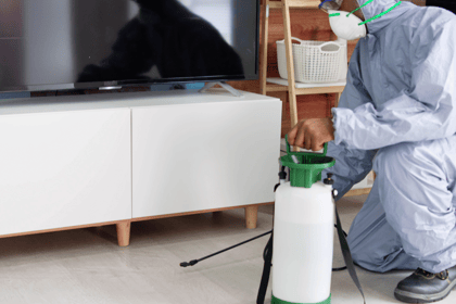 Comprendre l'importance des diagnostics immobiliers : focus sur les termites et autres parasites