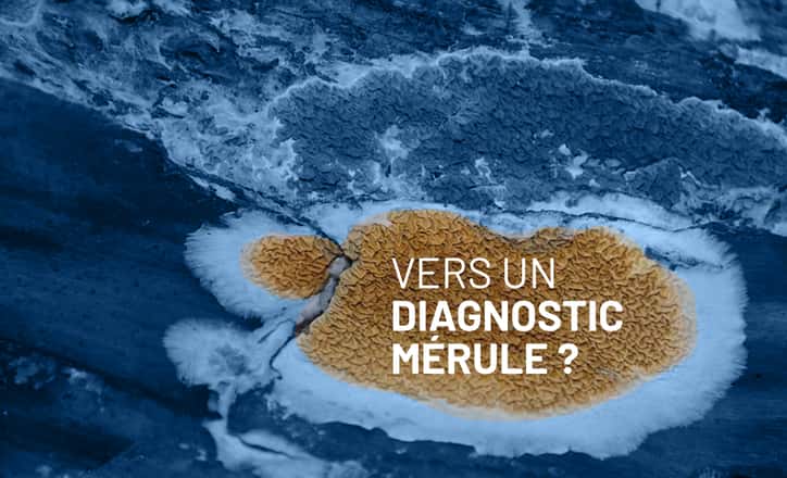 Vers un diagnostic Mérule ?