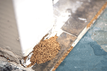 Comprendre l'importance du diagnostic état parasitaire dans la vente immobilière