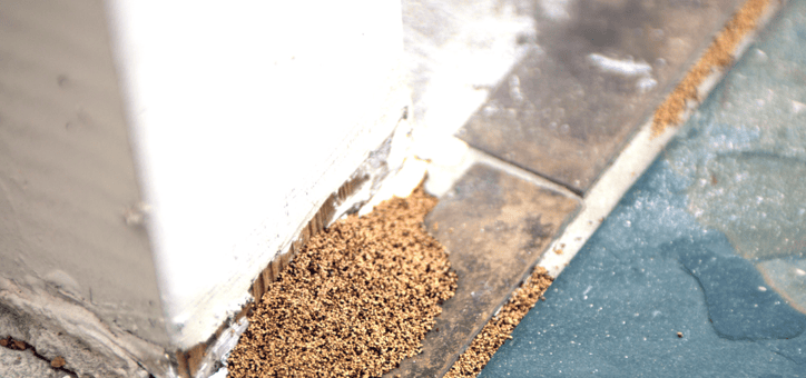 Comprendre l'importance du diagnostic état parasitaire dans la vente immobilière