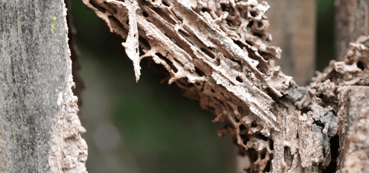 Comprendre l'importance du diagnostic parasitaire dans la vente immobilière