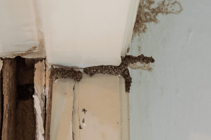Les diagnostics immobiliers obligatoires : focus sur le diagnostic termites et l'état parasitaire