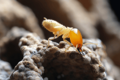 Termites : les questions à poser à un professionnel