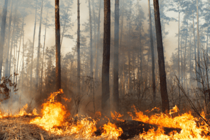 Débroussaillement : Protéger votre habitat contre les incendies de forêt
