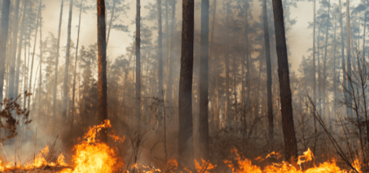 Débroussaillement : Protéger votre habitat contre les incendies de forêt
