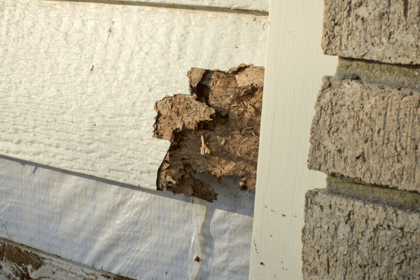 Les diagnostics immobiliers obligatoires : focus sur le diagnostic termites et l’état parasitaire