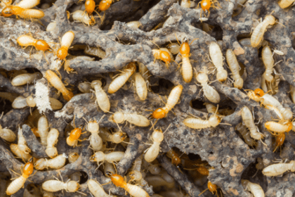 Les signes d'une infestation de termites dans le jardin