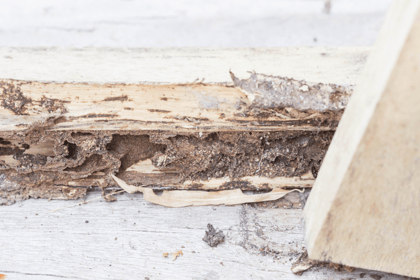 Comprendre les exigences de diagnostics immobiliers : termites et état parasitaire