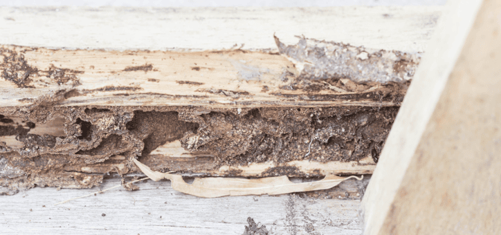 Comprendre les exigences de diagnostics immobiliers : termites et état parasitaire
