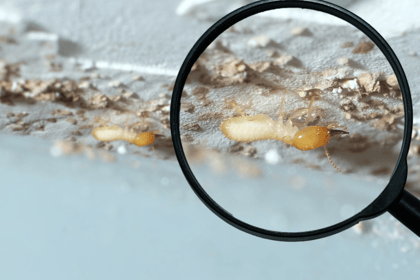 Comprendre les diagnostics immobiliers : termites et état parasitaire