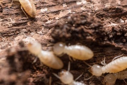 Les termites et leur diagnostic, pour la sauvegarde des bâtiments et l'information des acquéreurs