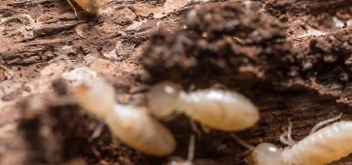 Les termites et leur diagnostic, pour la sauvegarde des bâtiments et l'information des acquéreurs
