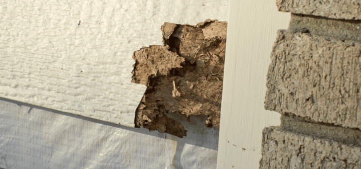 Les diagnostics immobiliers obligatoires : focus sur le diagnostic termites et l’état parasitaire