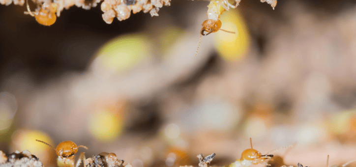 Comprendre l'importance des diagnostics parasites avant de vendre un bien immobilier