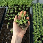 Plant Growth Products